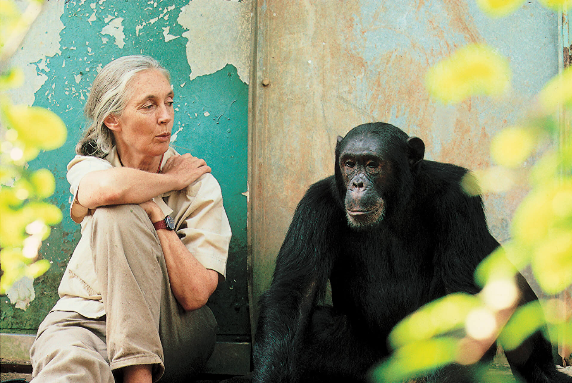 Jane Goodall Weltwach